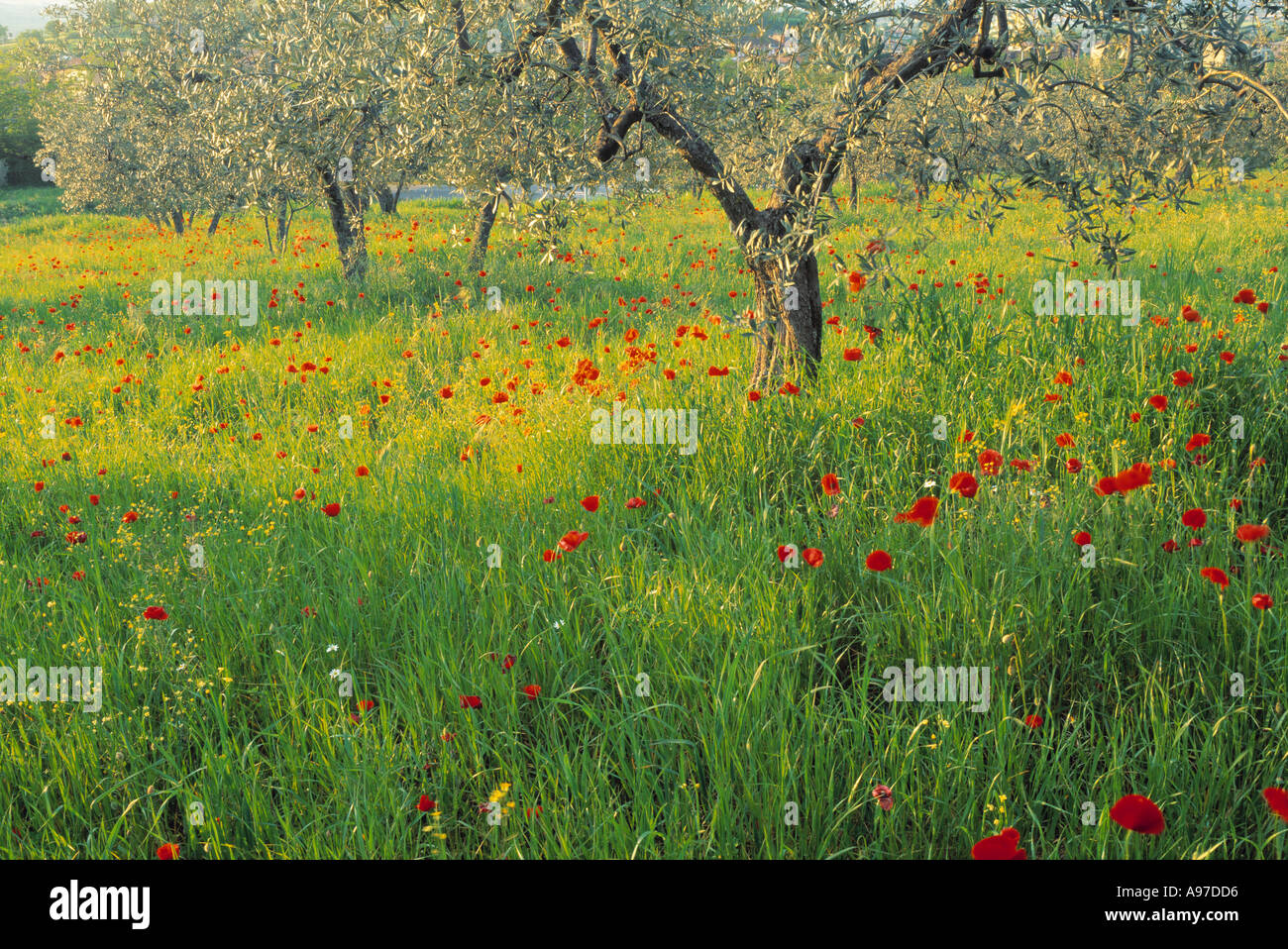 Poppies and other wild flowers UK Stock Photo