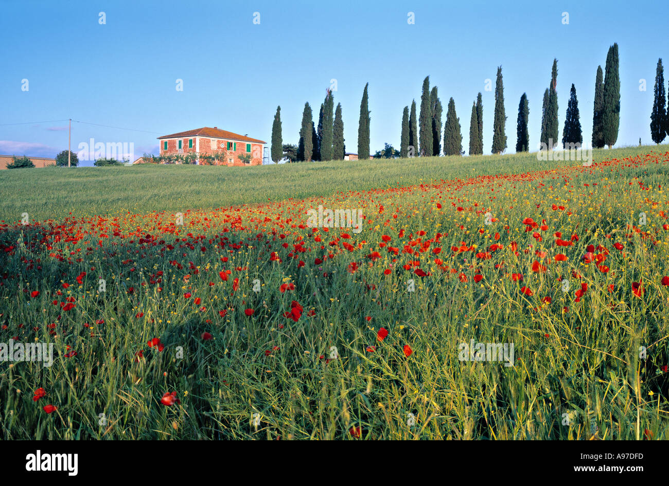 Tuscany farmhouse poppies hi-res stock photography and images - Alamy