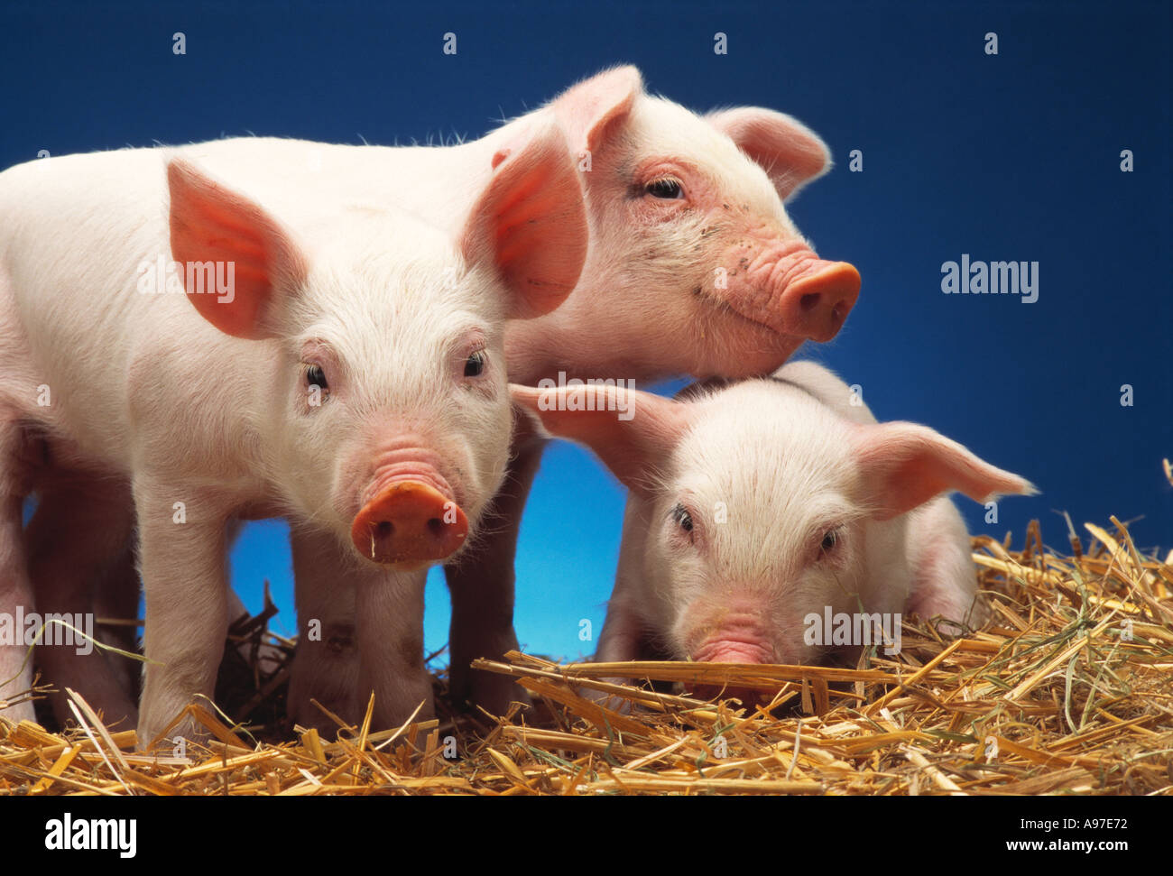 The yorkshire pig hires stock photography and images Alamy
