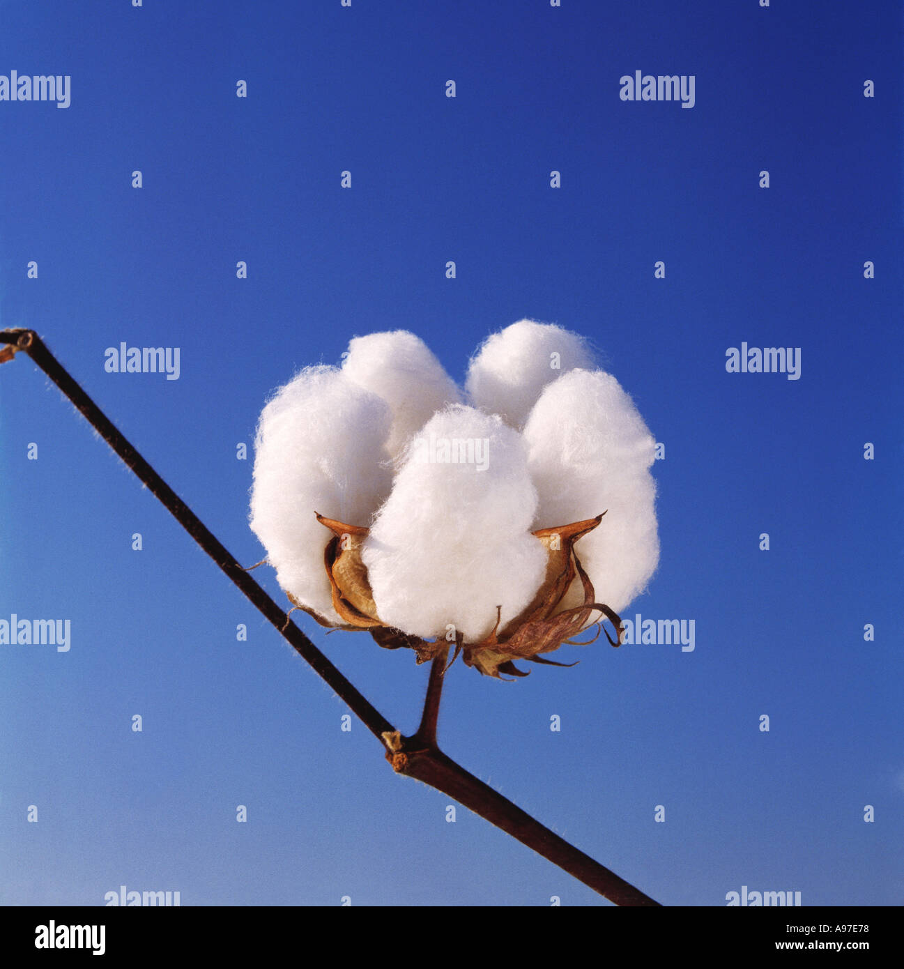 Agriculture Close up of an open mature 5 lock cotton boll ready for