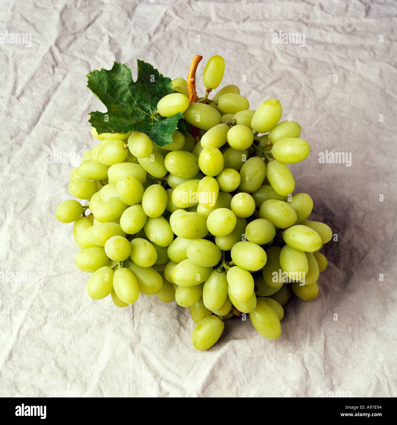 https://c8.alamy.com/comp/A97E94/agriculture-thompson-seedless-green-table-grape-bunch-on-a-grey-canvas-A97E94.jpg