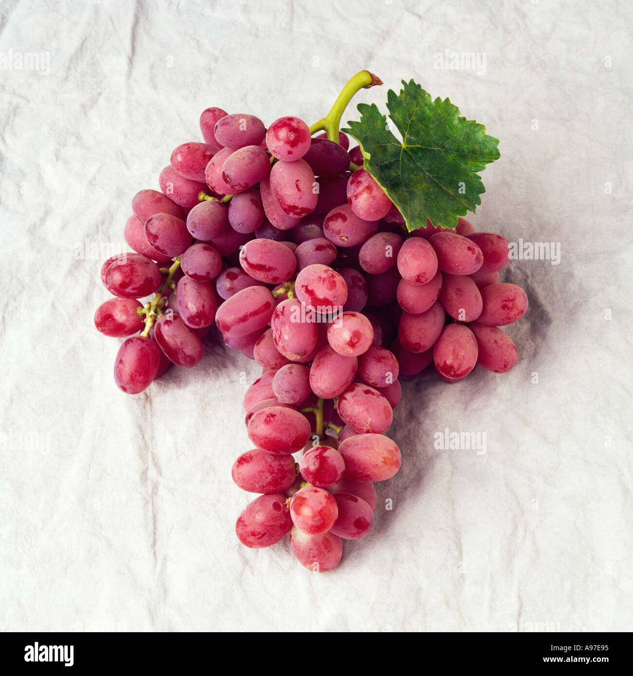 Agriculture Crimson Seedless red table grape bunch on a grey