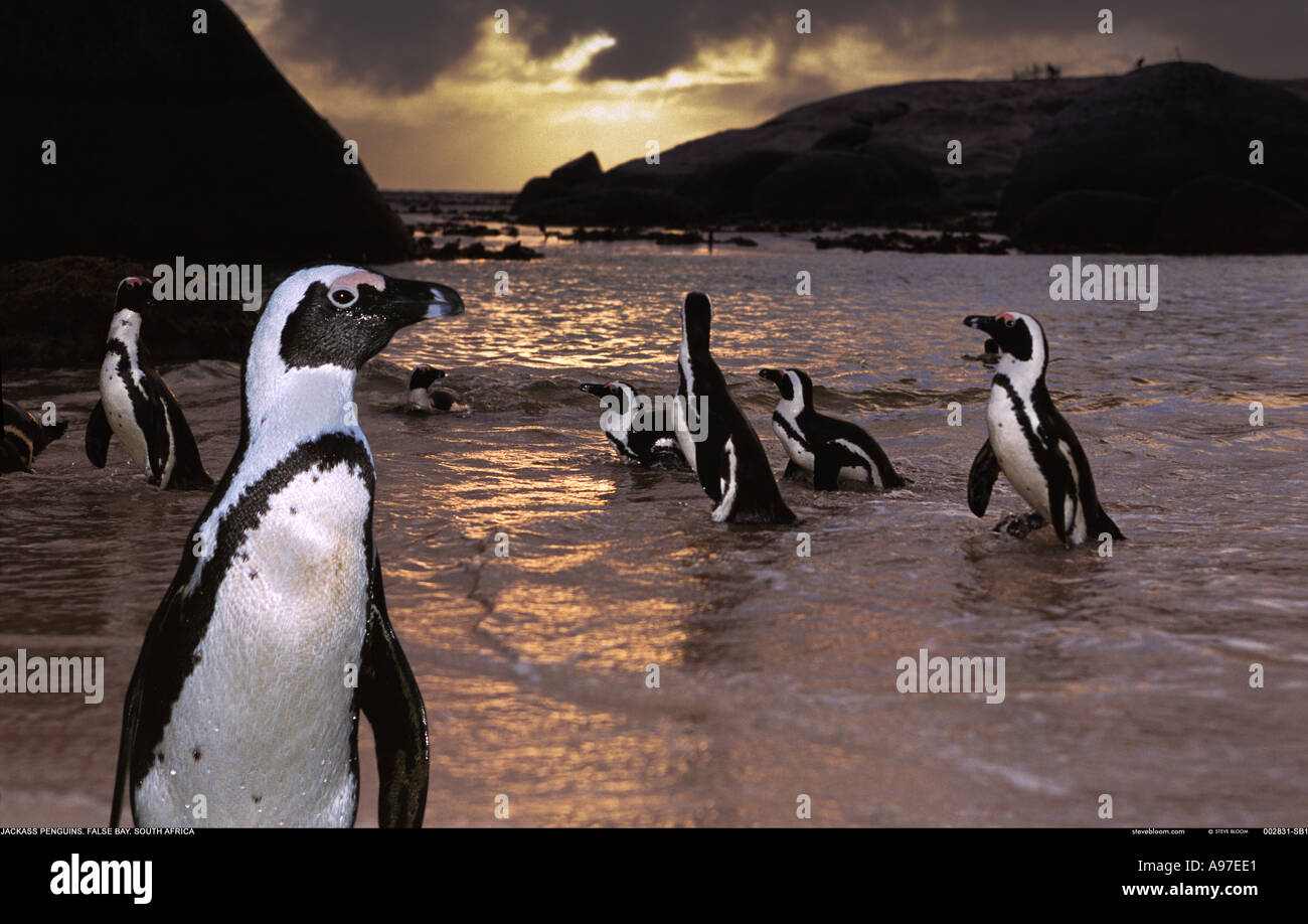 Jackass Penguins False Bay South Africa Stock Photo - Alamy