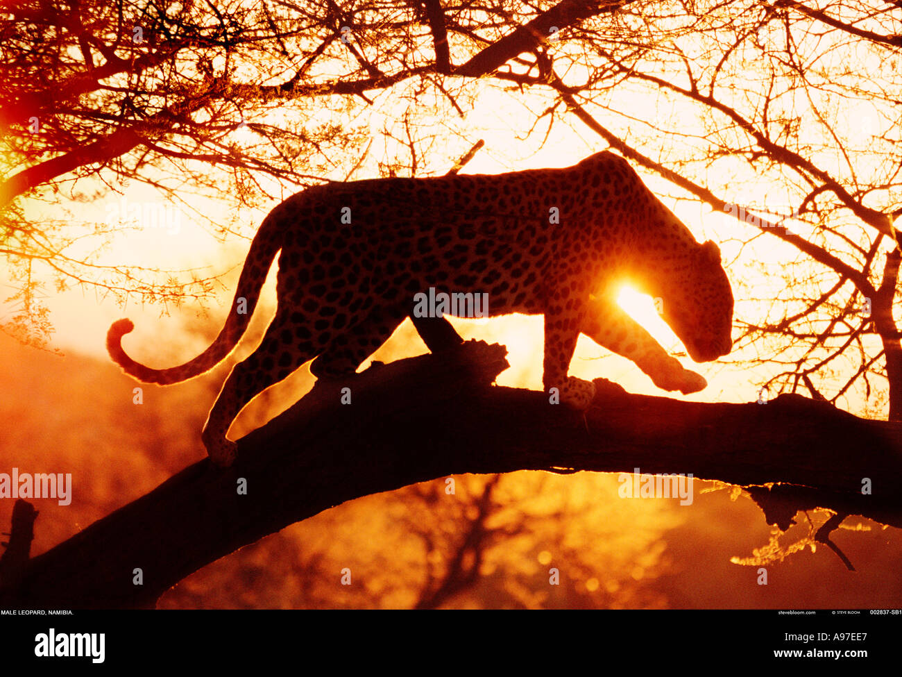 Leopard Namibia Stock Photo