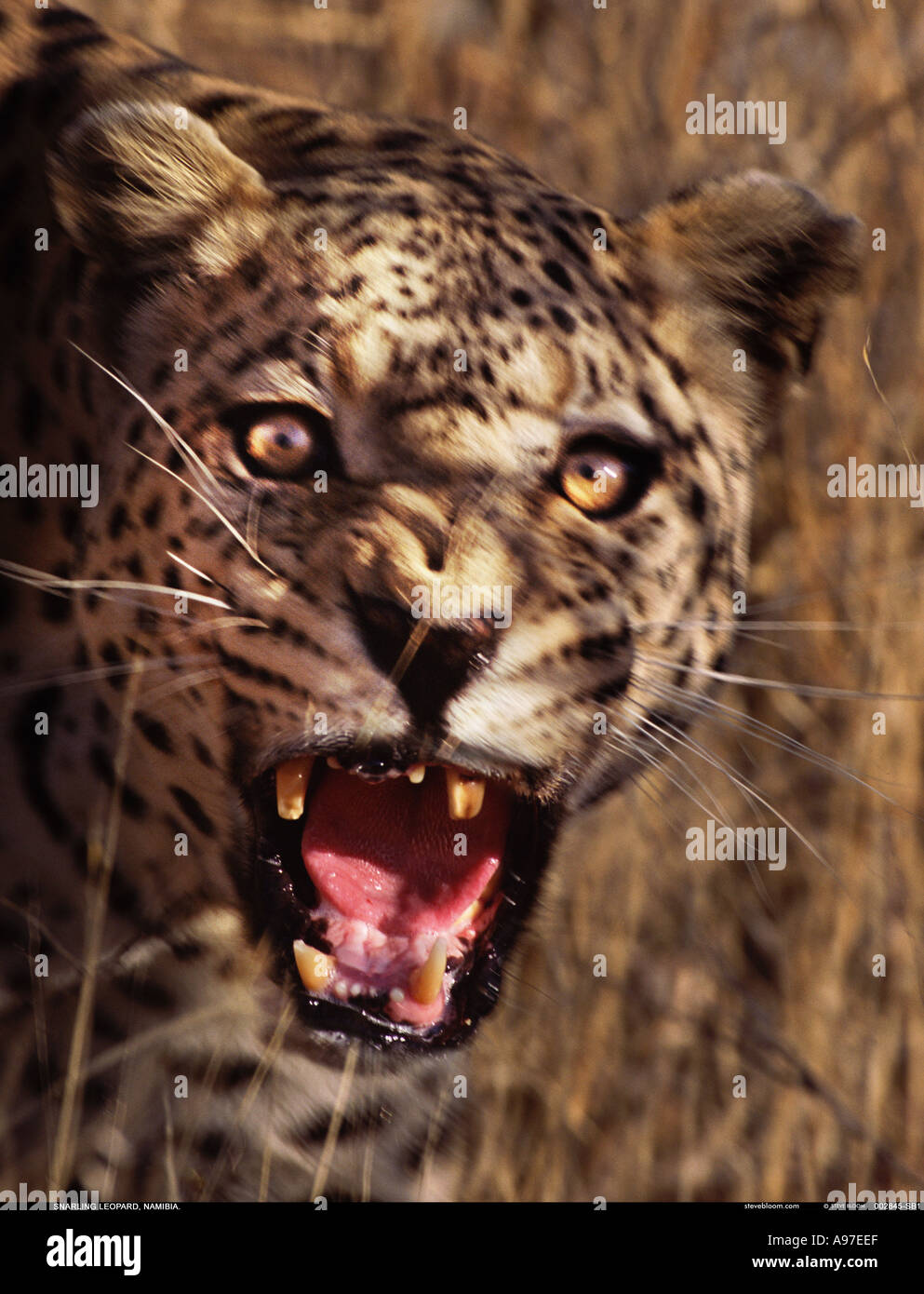 Snarling Leopard Namibia Stock Photo