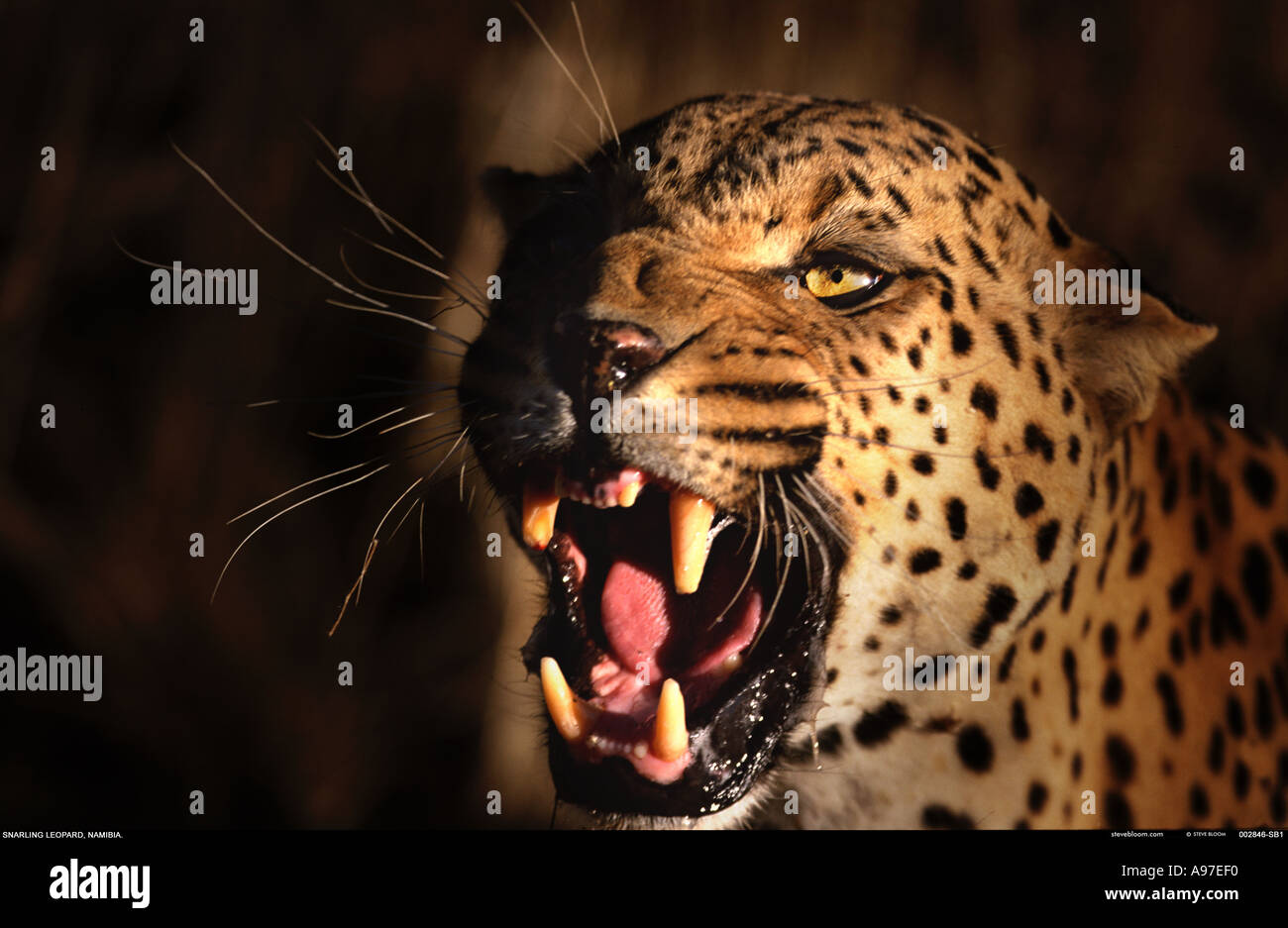Snarling leopard Namibia Stock Photo