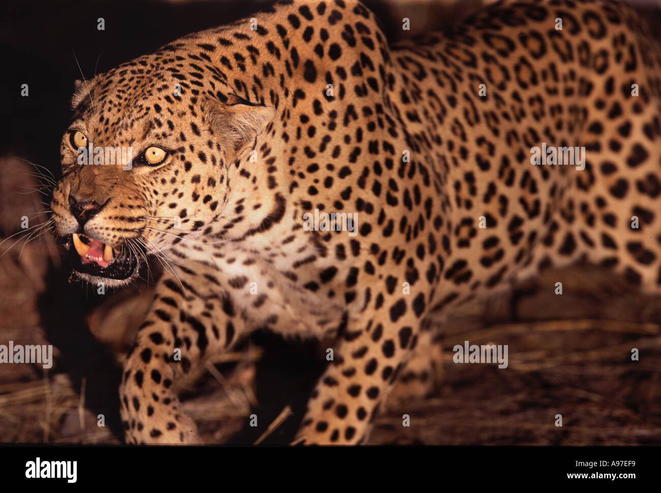 Leopard snarling Namibia Stock Photo