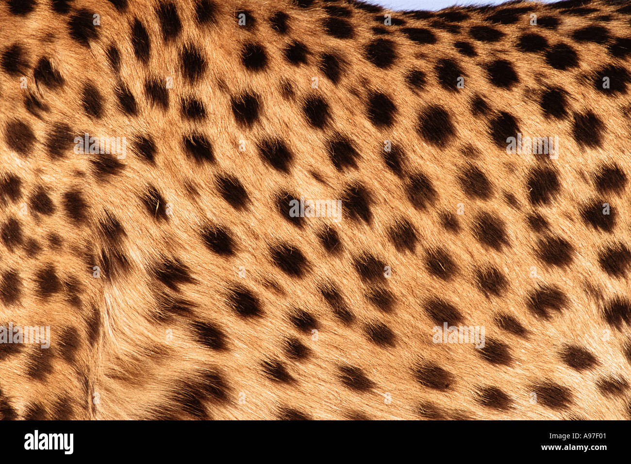 Cheetah skin Namibia Stock Photo Alamy