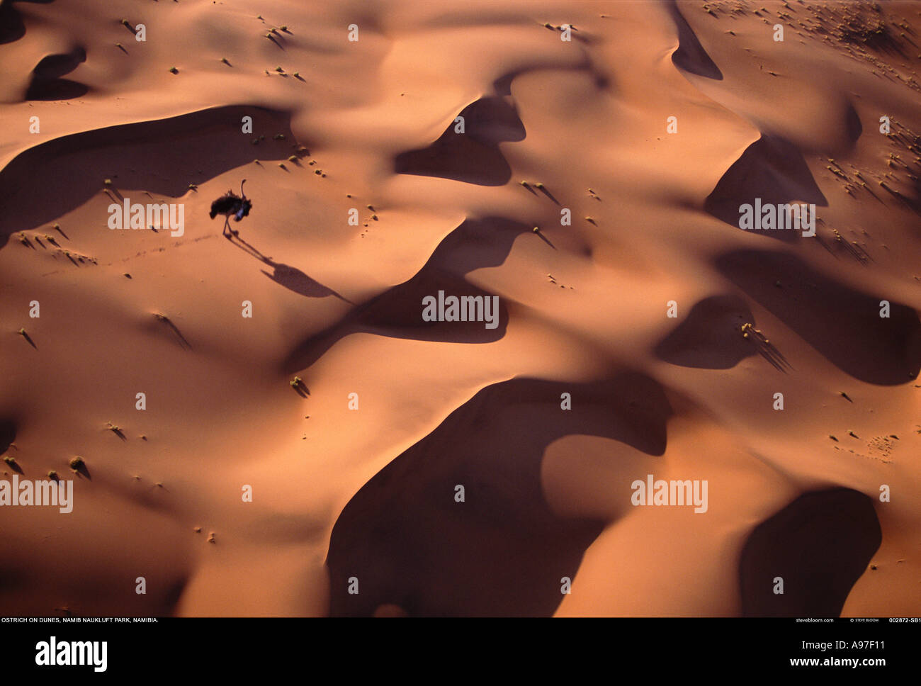 Ostrich on dunes Namib Desert Namibia Africa Stock Photo