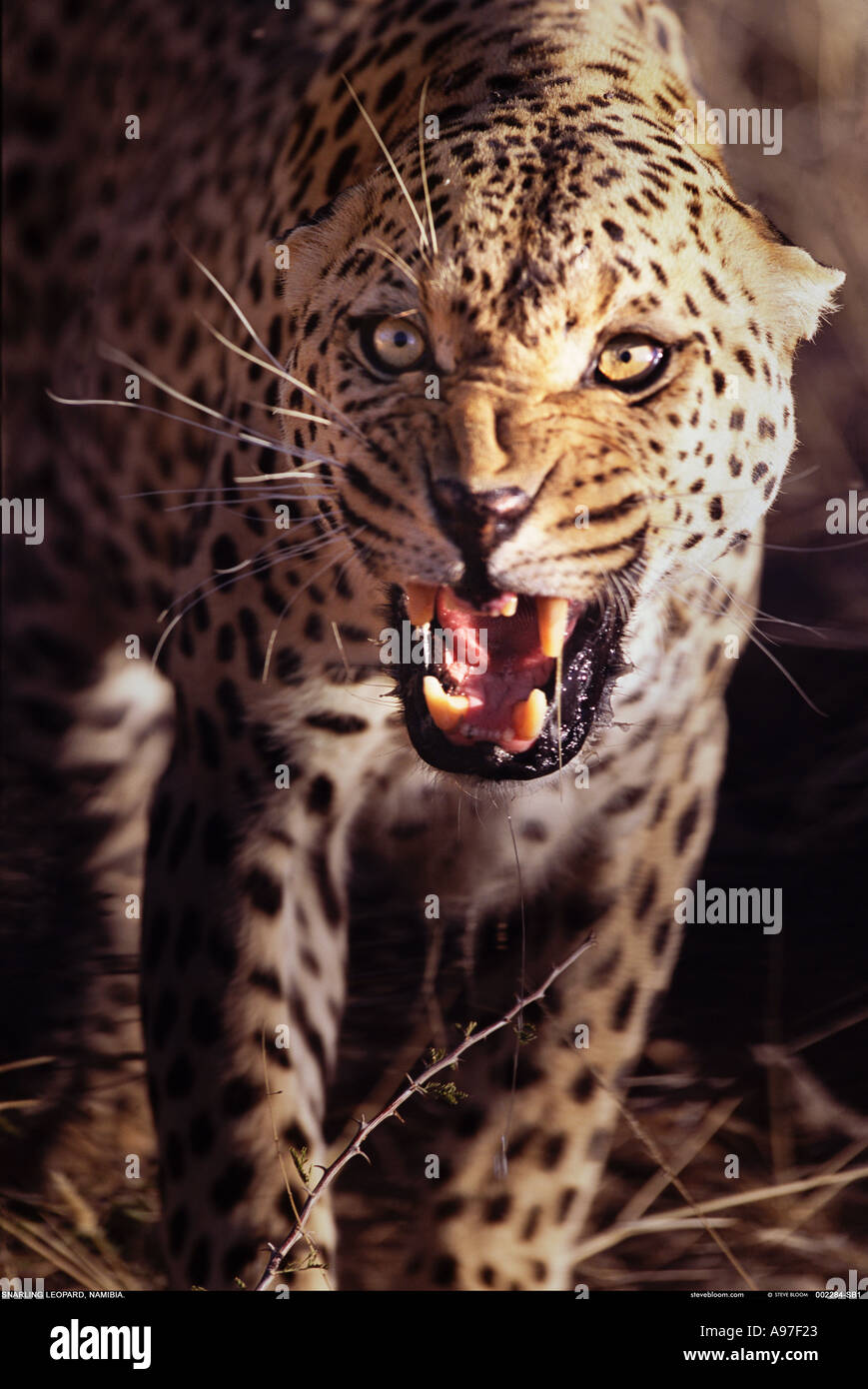 Snarling Leopard Namibia Stock Photo