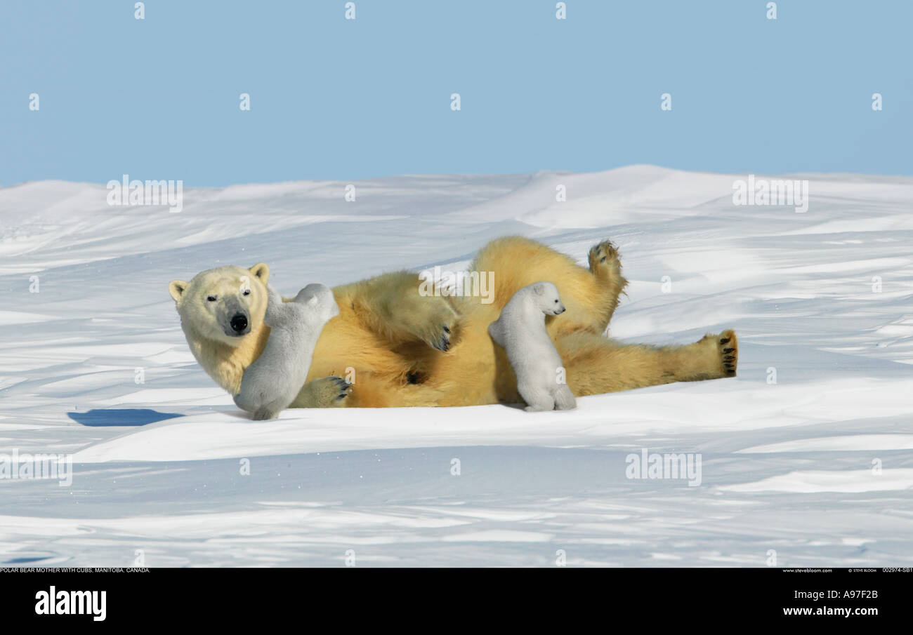 Polar bear cubs playing arctic hi-res stock photography and images - Alamy