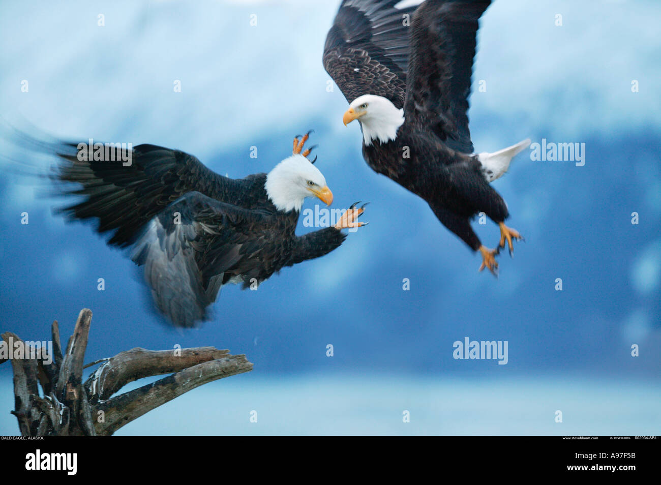 Bald Eagles Fighting Alaska Stock Photo