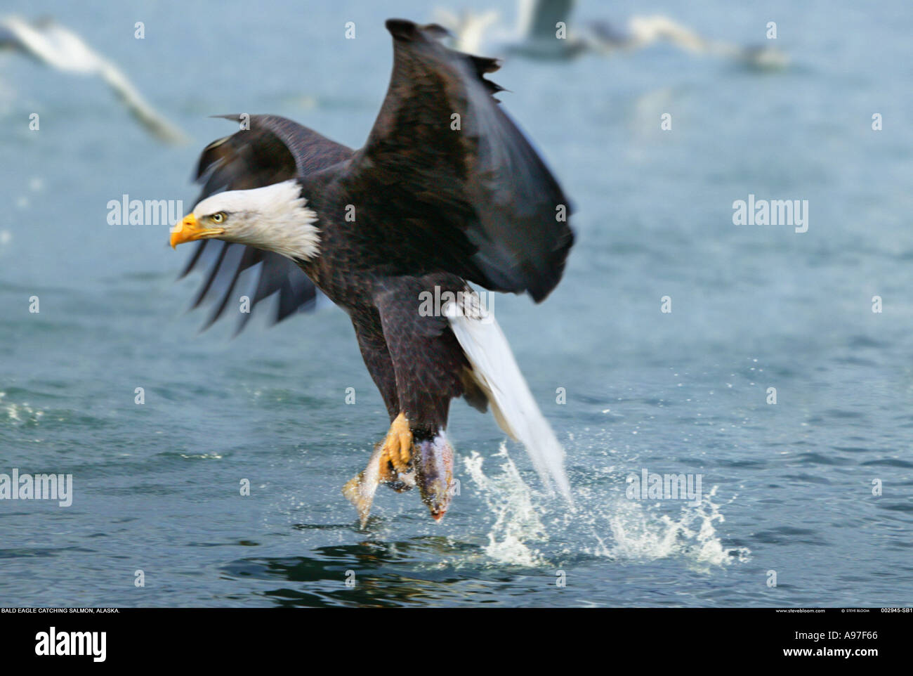 Bald eagle catching salmon Alaska Stock Photo - Alamy