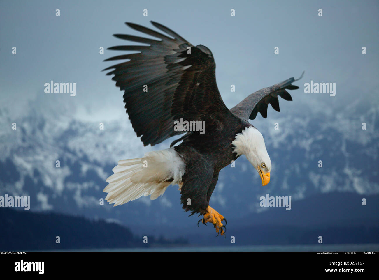 Bald eagle coming in to land Alaska Stock Photo