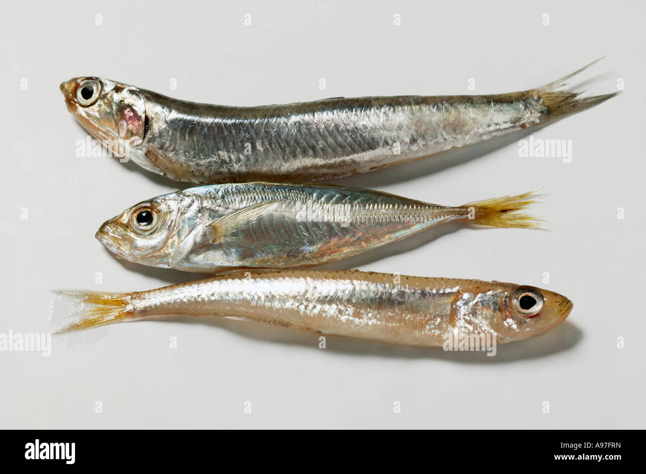 Small sandsmelts and anchovy FoodCollection Stock Photo