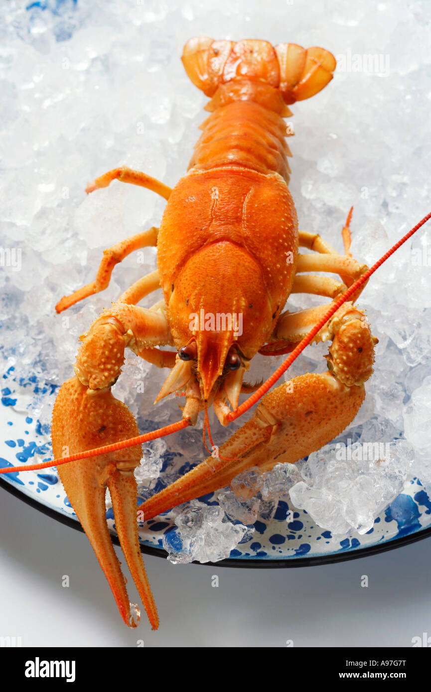 Freshwater crayfish on plate with crushed ice FoodCollection Stock Photo -  Alamy