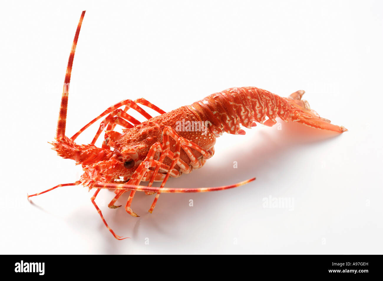 Spiny lobster side view FoodCollection Stock Photo Alamy