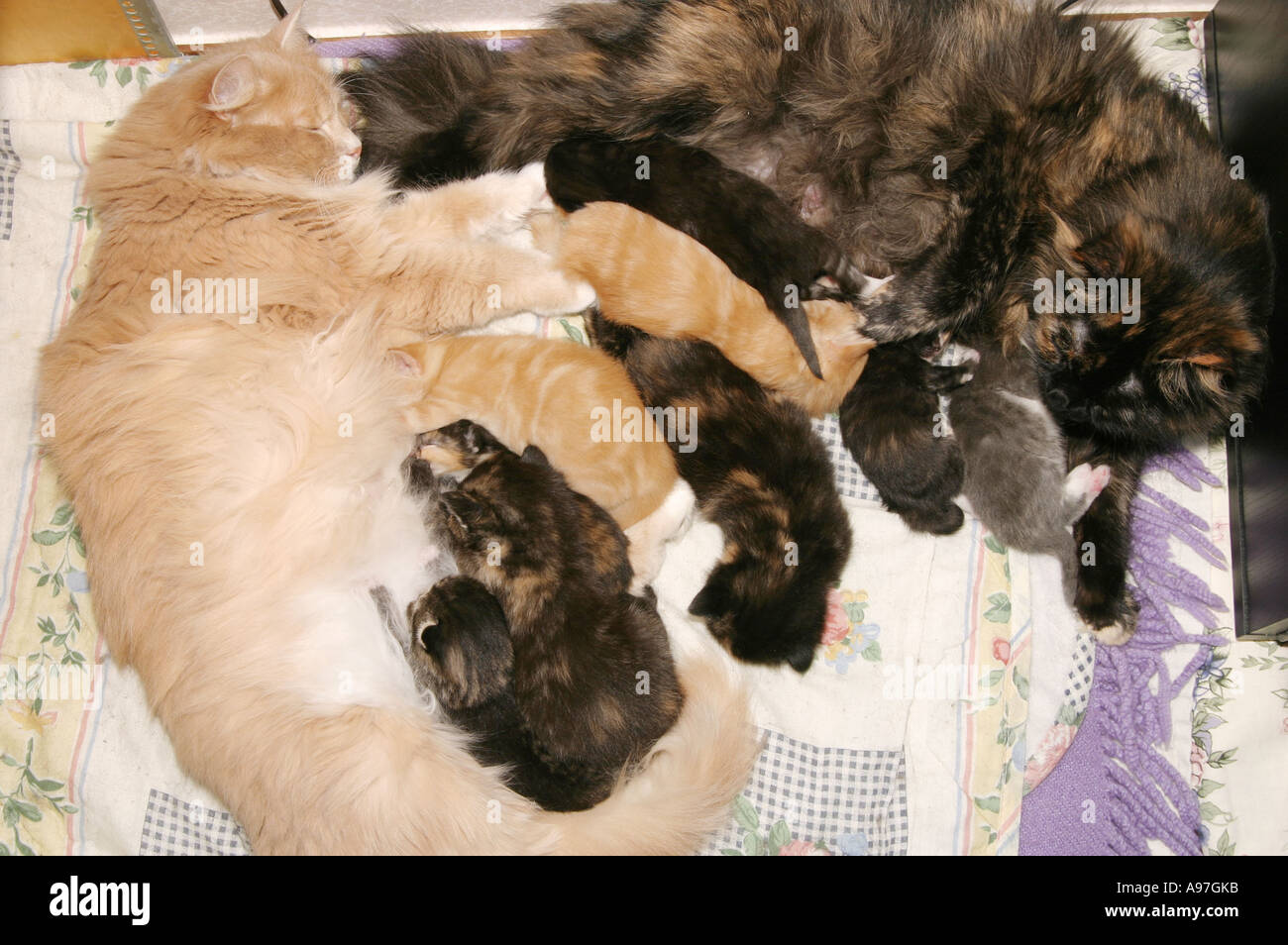 Two cat mothers sharing their motherly duties such as nursing their two