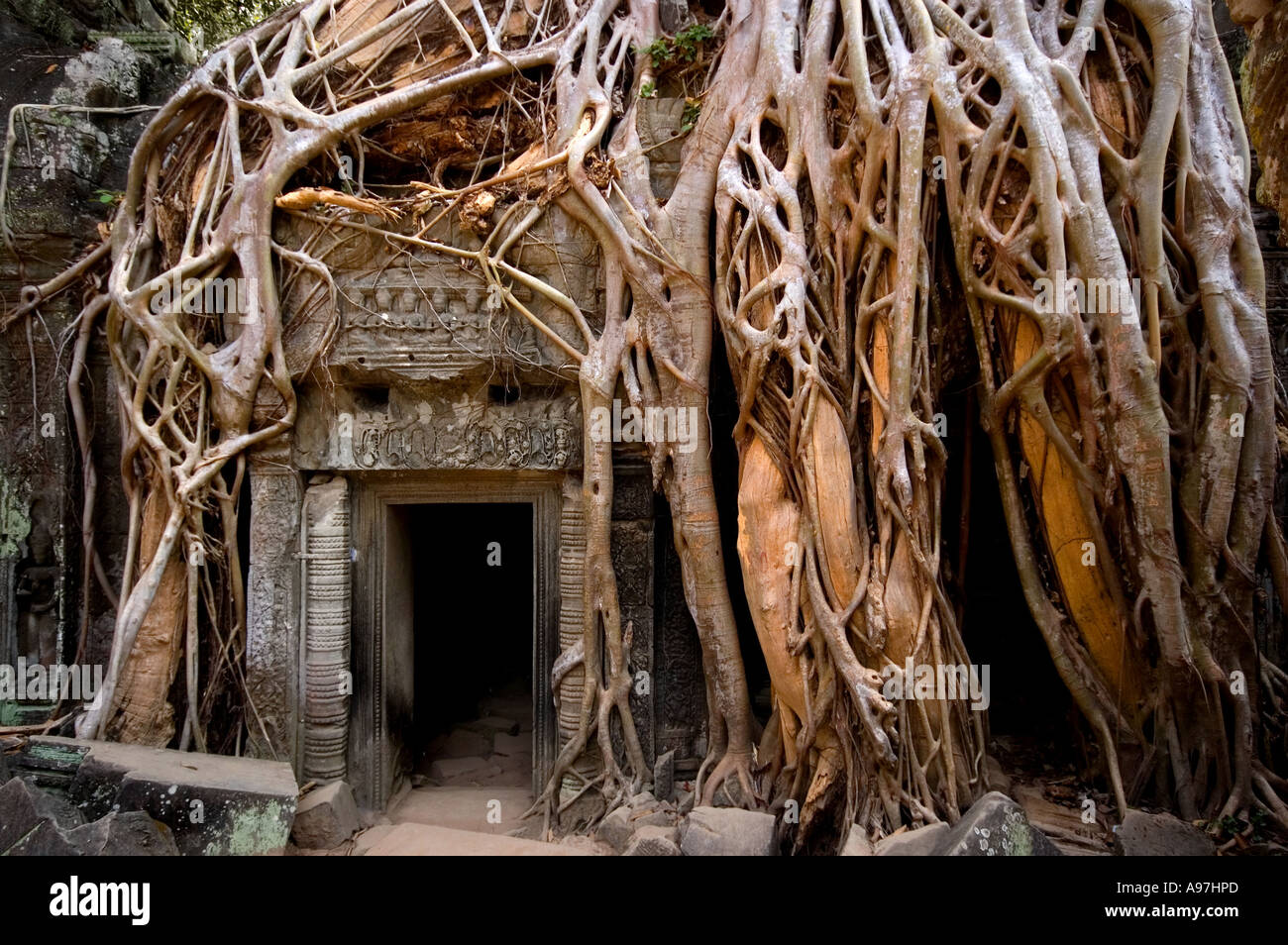 Angkor Wat, Siem Reap, temple overgrown by tree roots Stock Photo