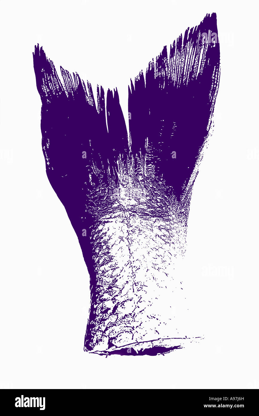 Sea bass tail dramatic effect FoodCollection Stock Photo Alamy