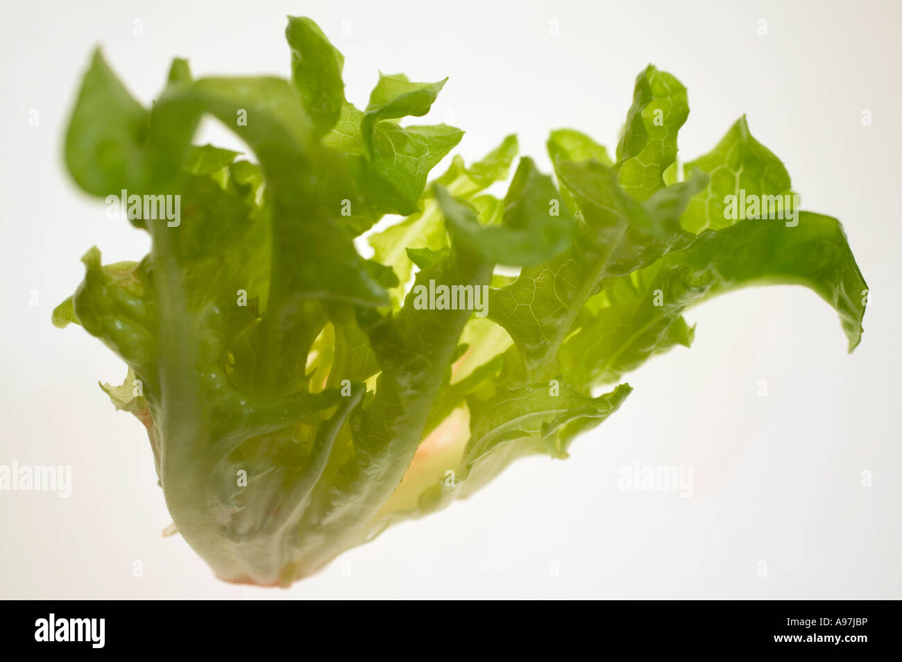 Oak leaf lettuce loose leaf lettuce FoodCollection Stock Photo Alamy