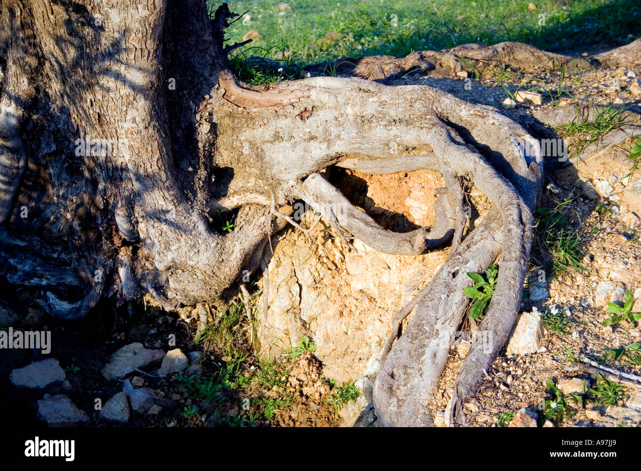 Old gnarled oak tree hi-res stock photography and images - Alamy