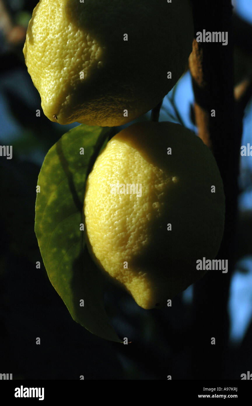 Citrus Limon Var Villafranca Lemon Stock Photo Alamy