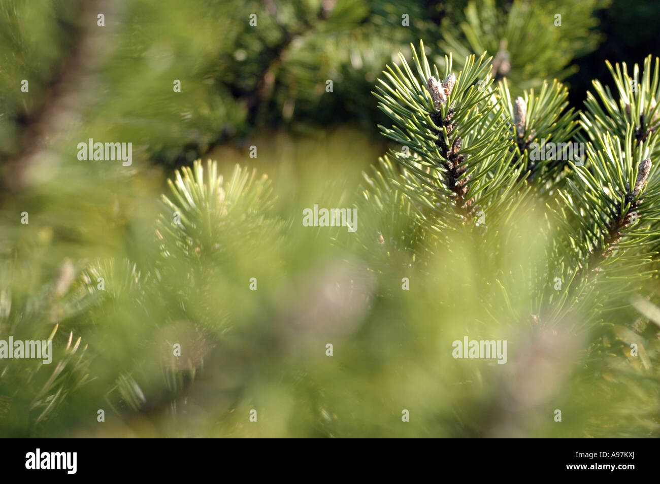 Mugo pine (Pinus mugo) also called Swiss mountain pine Stock Photo