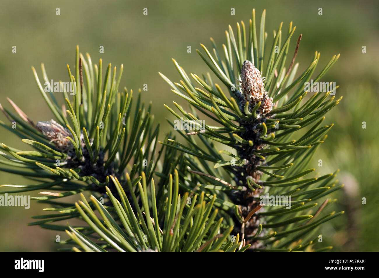 Mugo pine (Pinus mugo) also called Swiss mountain pine variety 'Mops Midget' Stock Photo