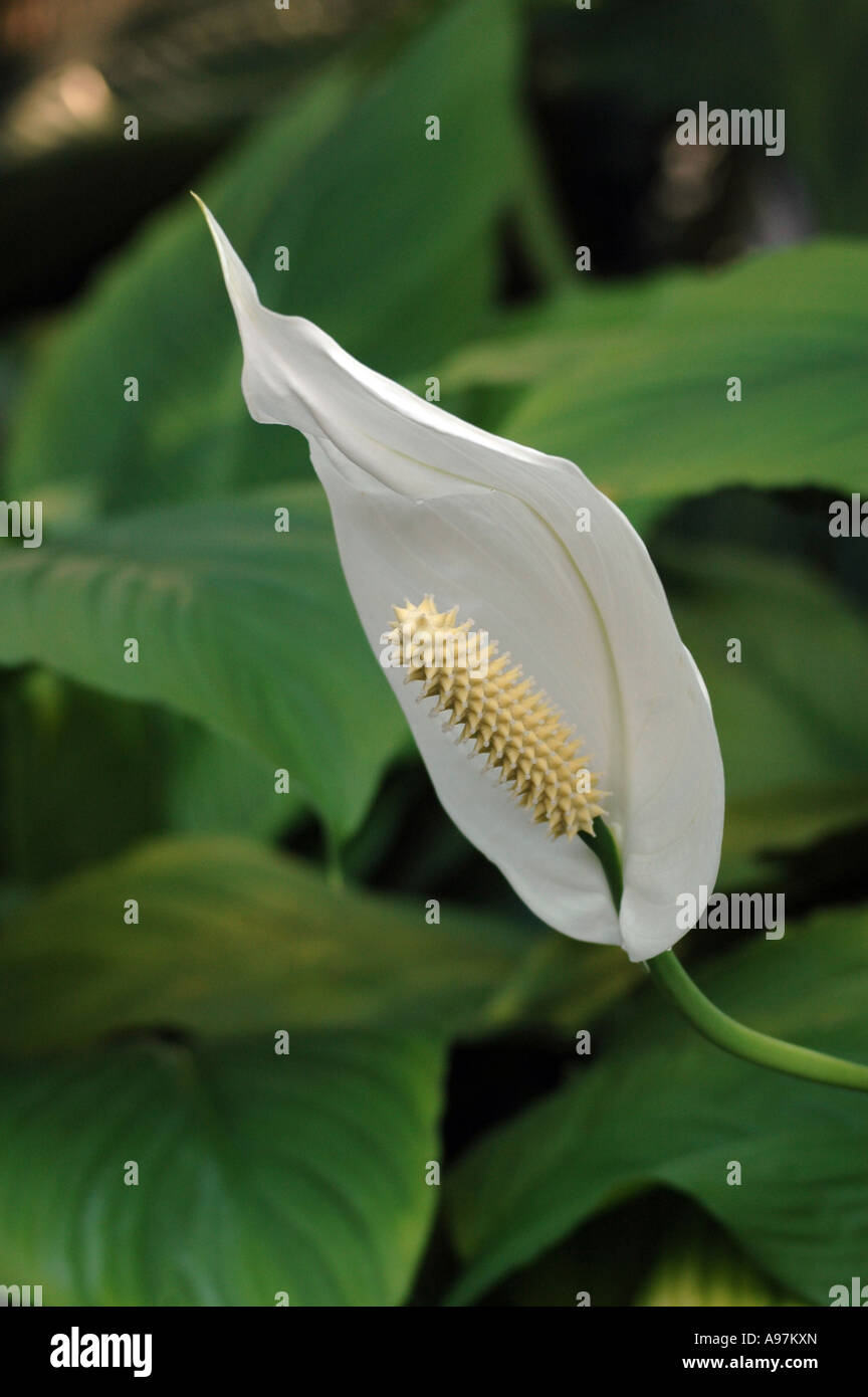 Spathiphyllum Mauna Loa Flower Peace Lily Stock Photo Alamy