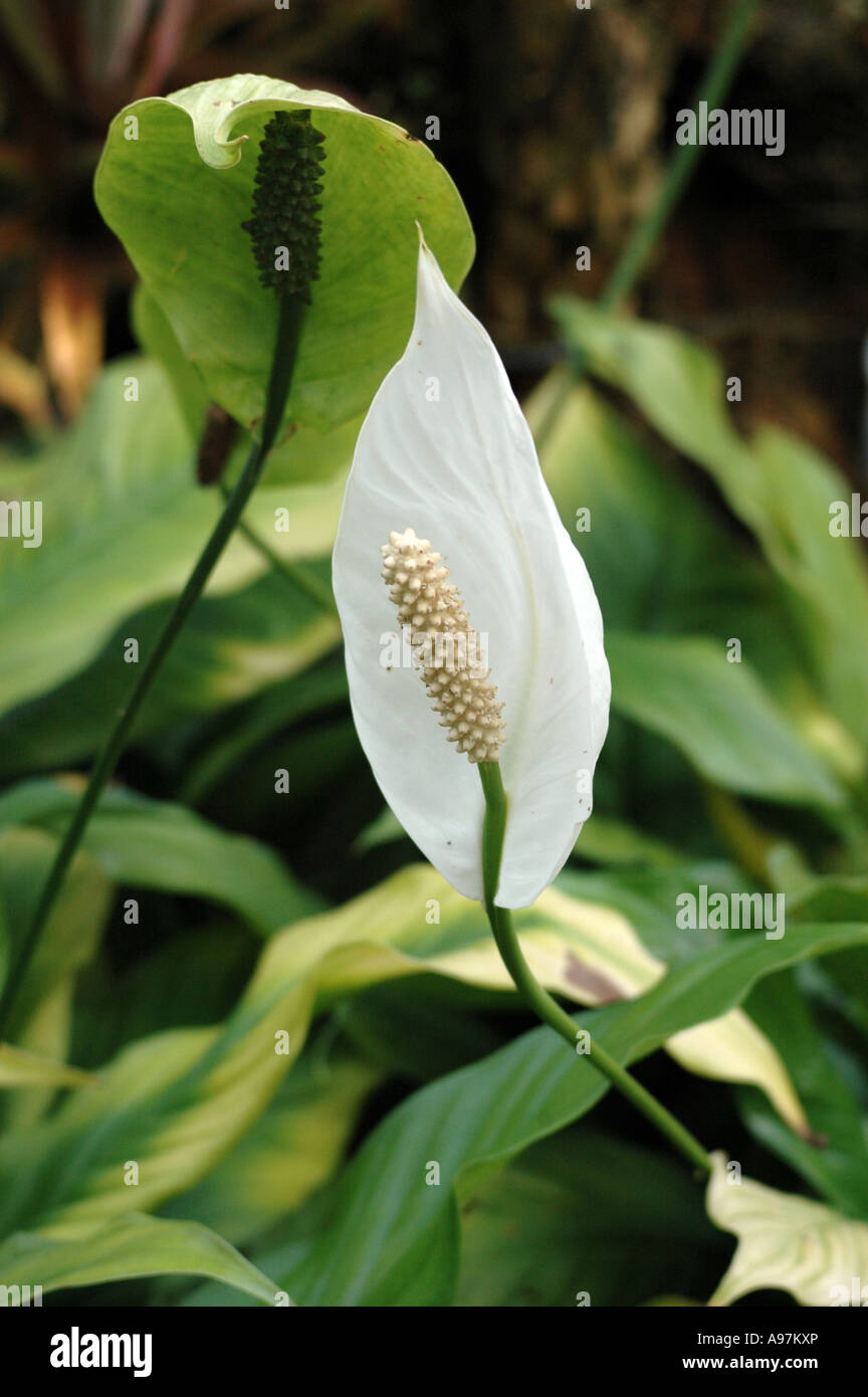 Spathiphyllum Mauna Loa flower Peace Lily Stock Photo