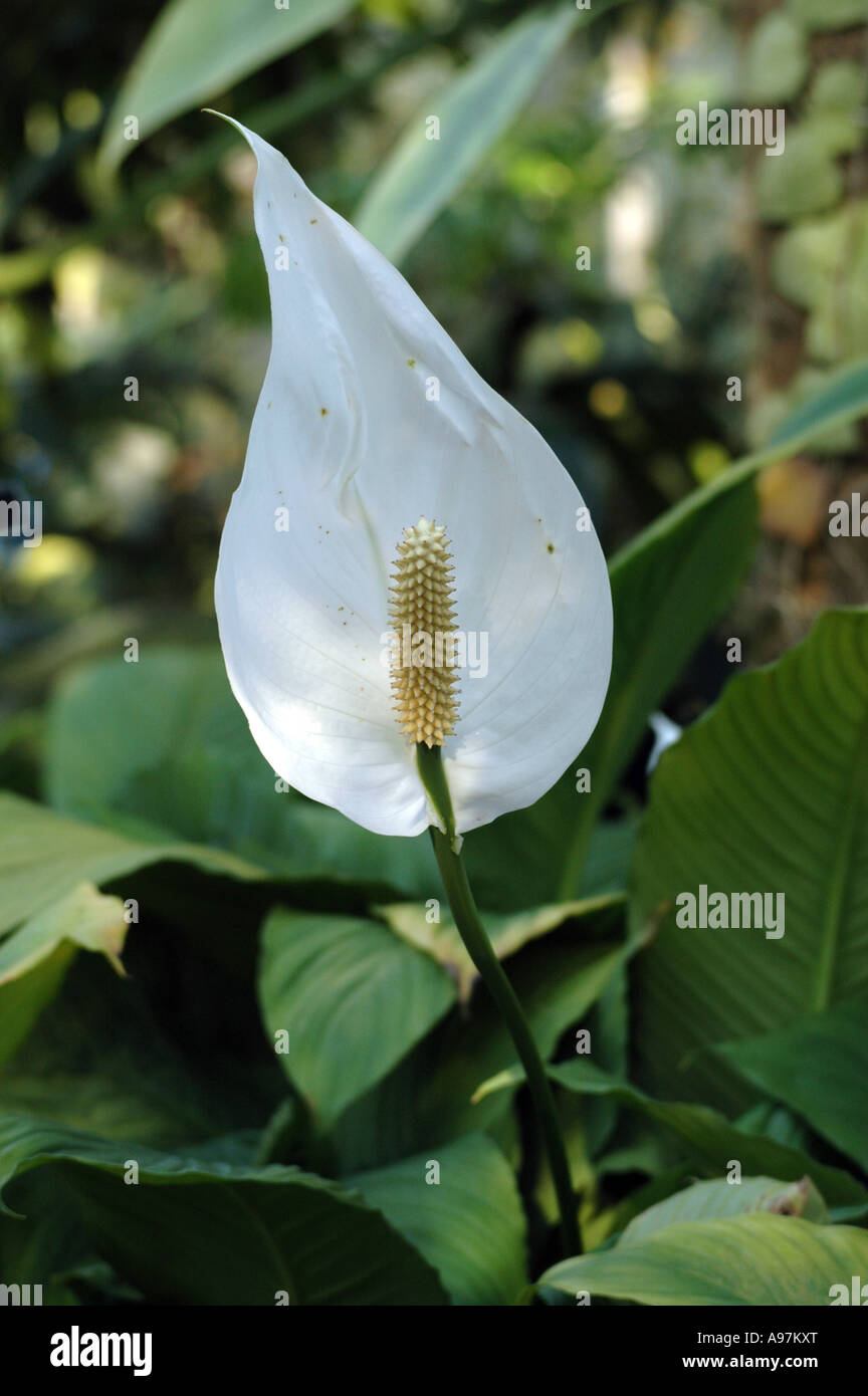 Spathiphyllum Mauna Loa flower Peace Lily Stock Photo