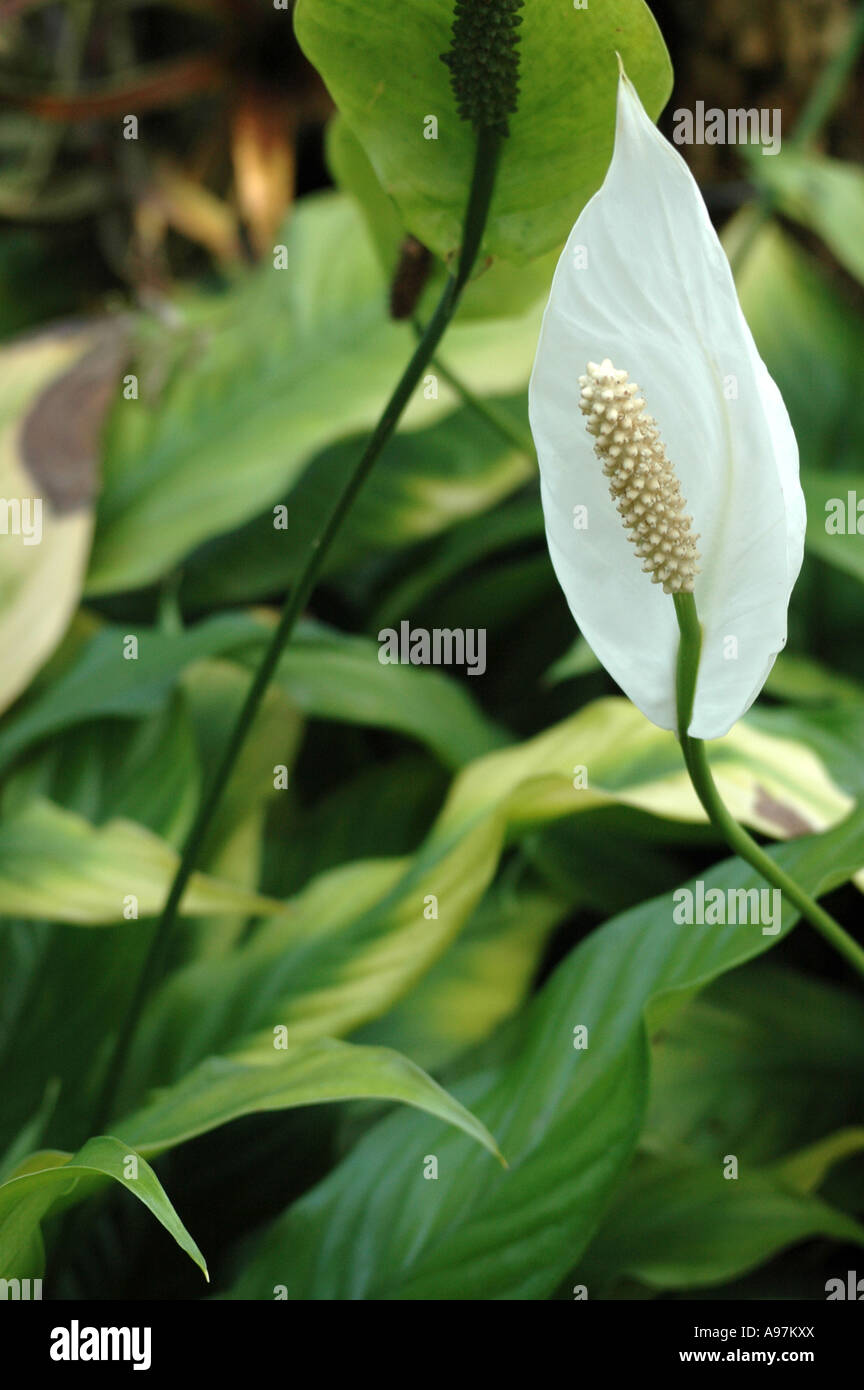 Spathiphyllum Mauna Loa Flower Peace Lily Stock Photo Alamy