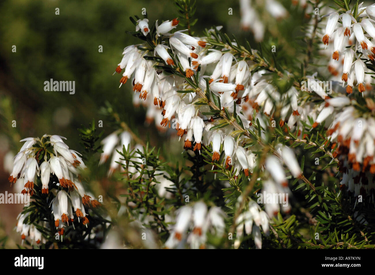 Winter heath (Erica carnea, syn. E. herbacea, E. mediterranea) also called Spring heath, variety 'Alba' Stock Photo