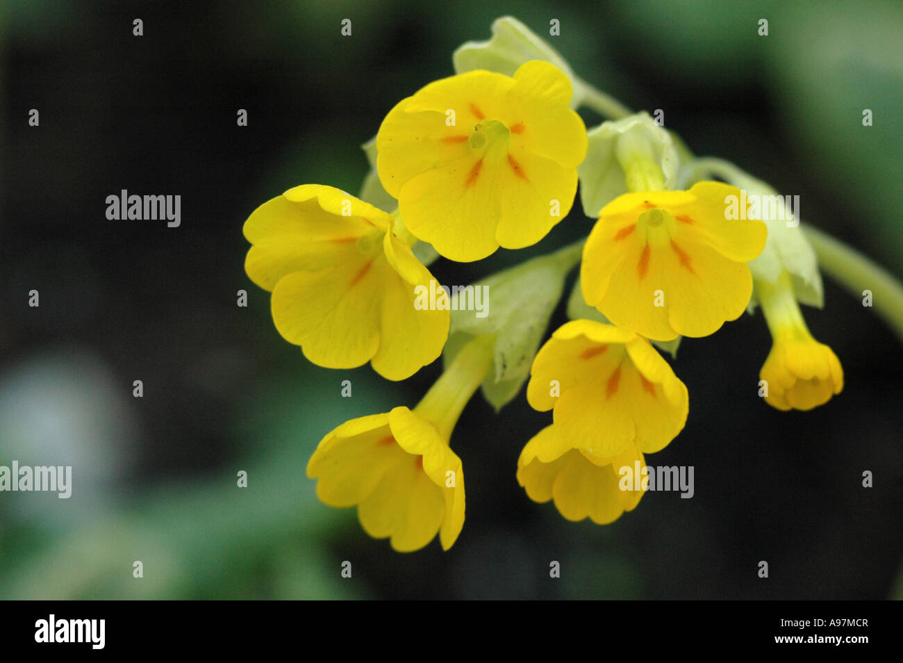 Cowslip Primula veris ssp. macrocalyx (syn. Primula uralensis) Stock Photo