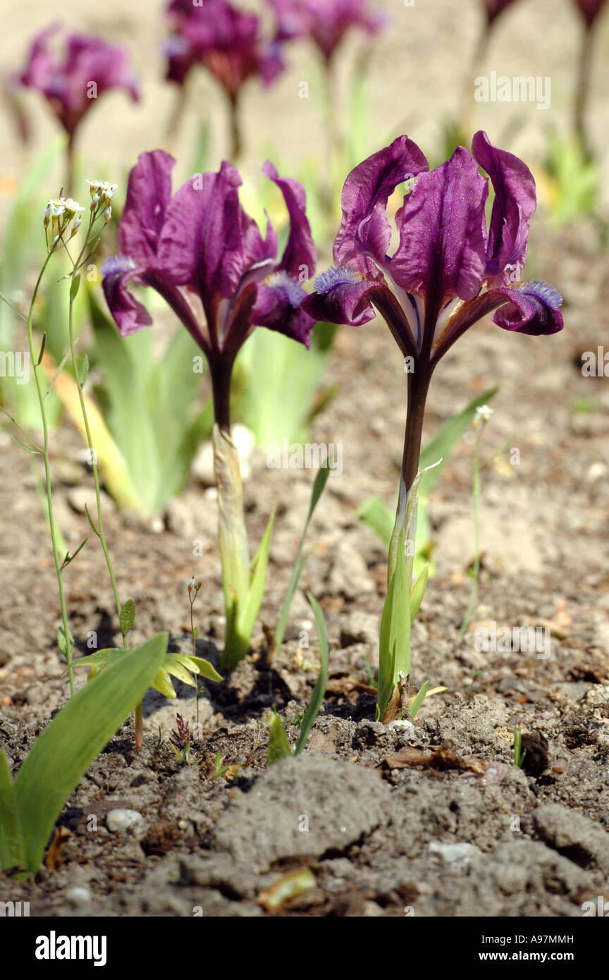 Miniature dwarf bearded iris hi-res stock photography and images - Alamy