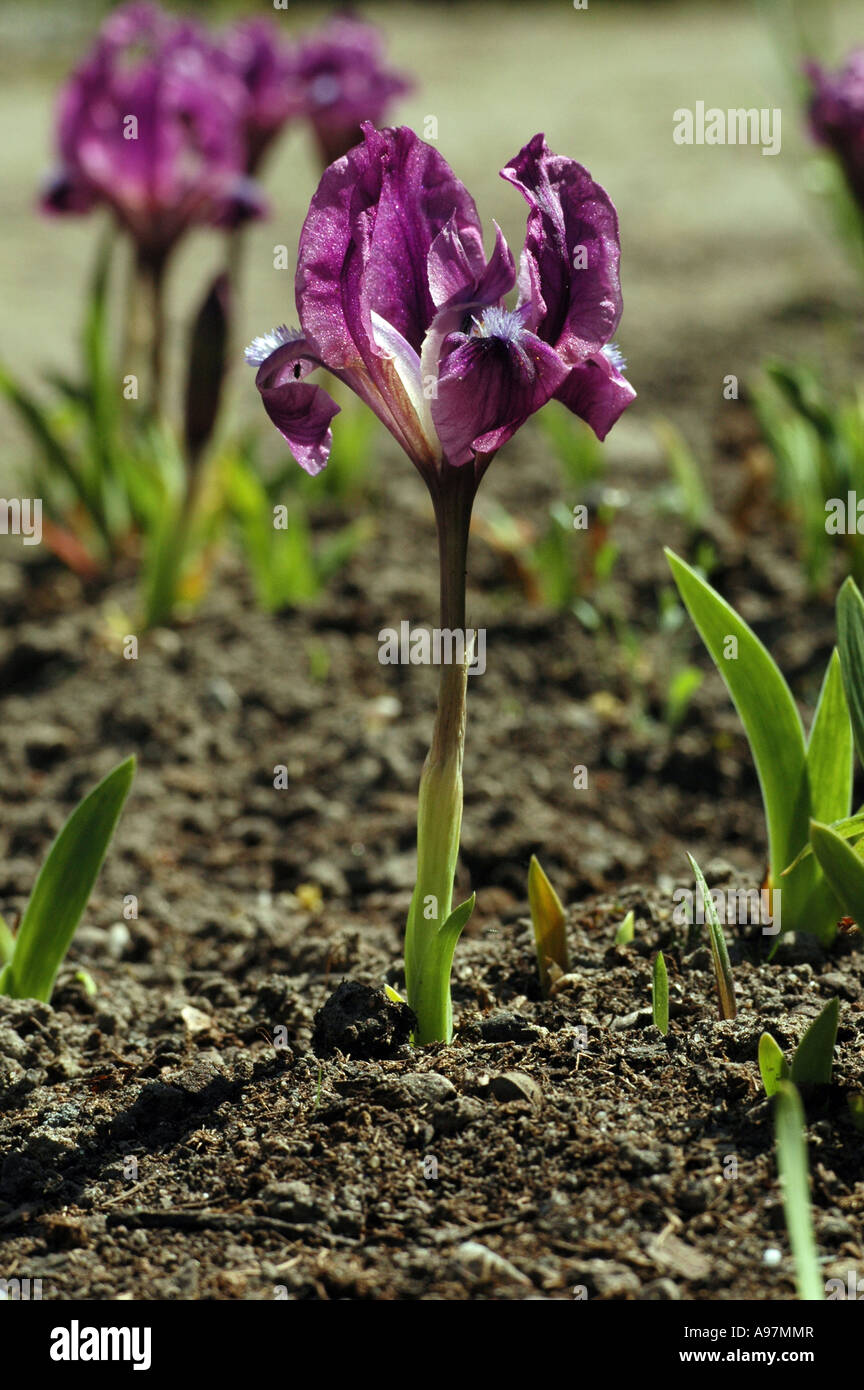 Miniature dwarf bearded iris hi-res stock photography and images - Alamy