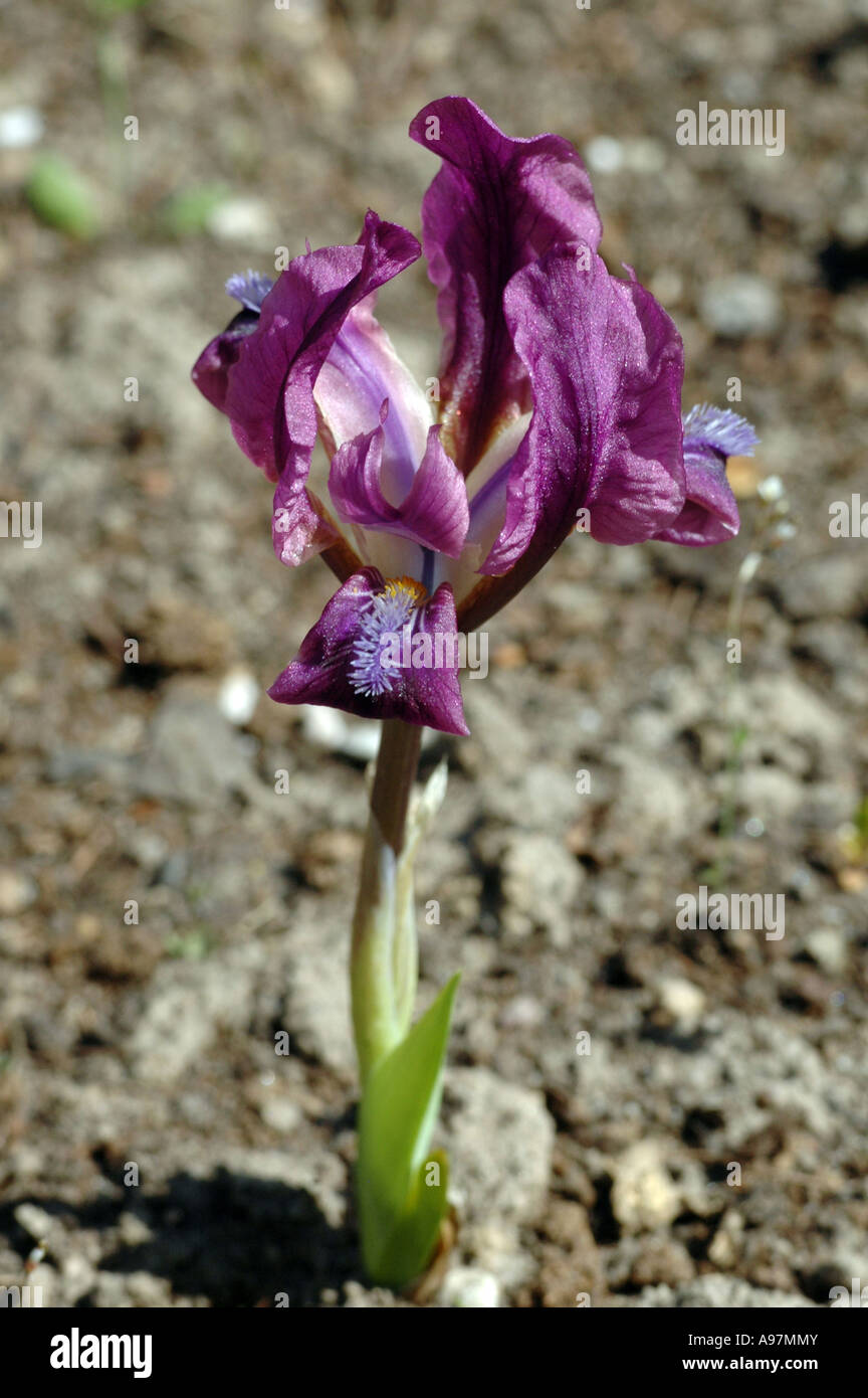 Dwarf iris (Iris pumila) also called Miniature dwarf bearded iris Stock Photo