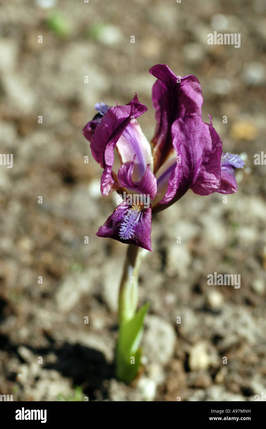 Dwarf iris (Iris pumila) also called Miniature dwarf bearded iris Stock ...