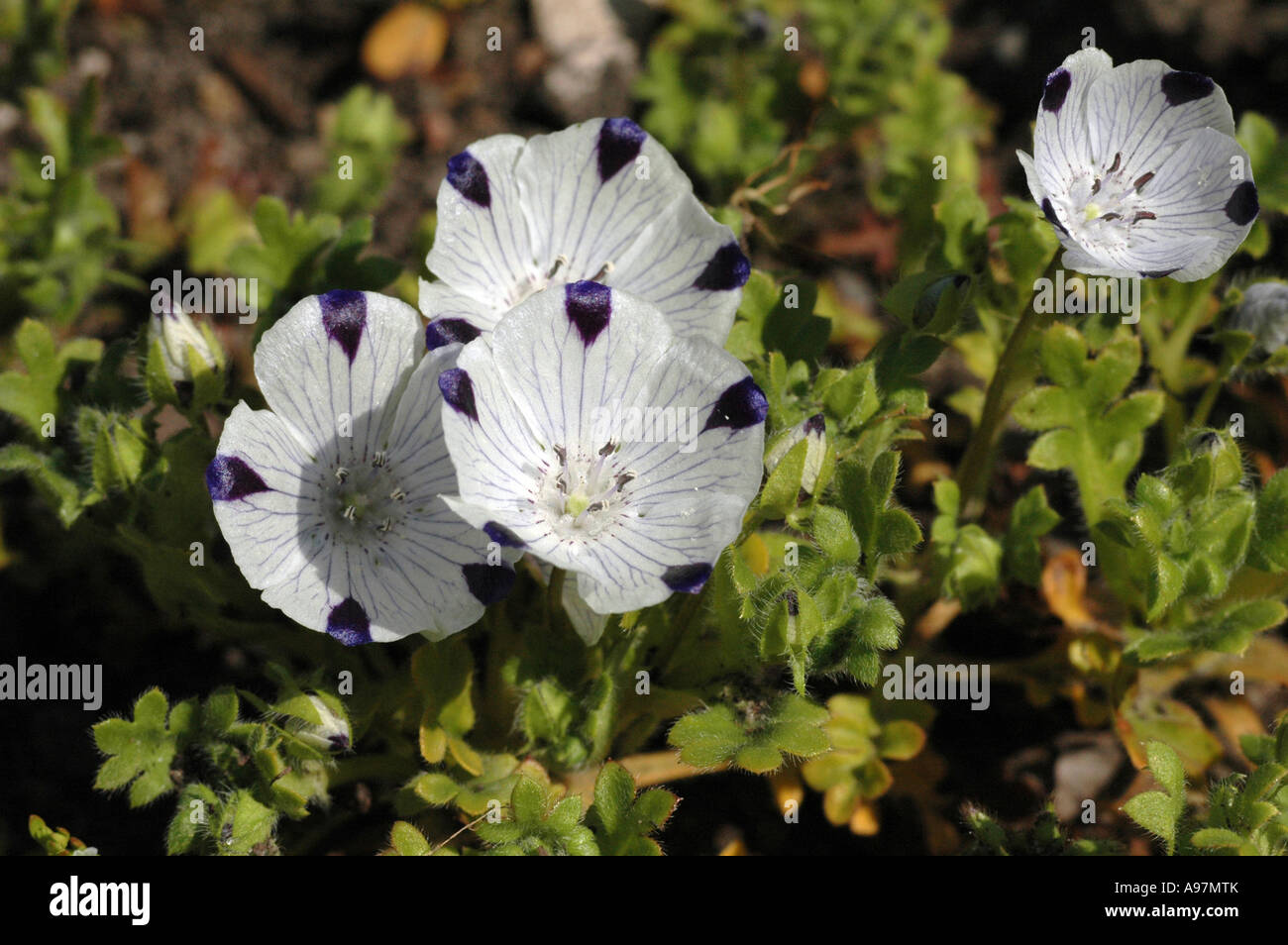 Five Spot Nemophila Maculata Flowers Also Called Baby Blue Eyes Stock Photo Alamy