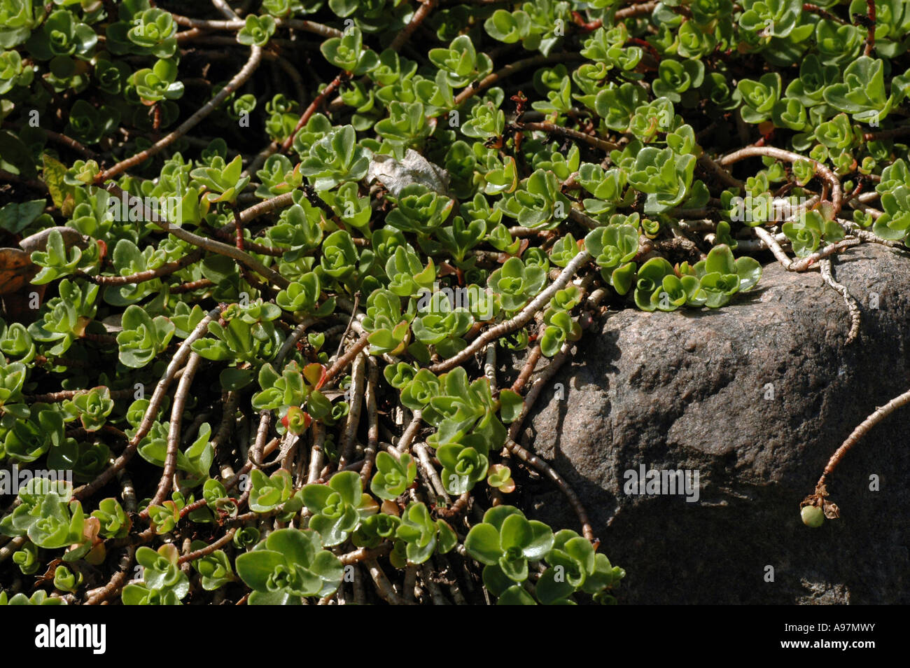 Dragon S Blood Sedum Sedum Spurium Also Called Two Row Stonecrop Stock Photo Alamy Dragon S Blood Sedum Sedum Spurium Also Called Two Row Stonecrop Stock Photo Alamy