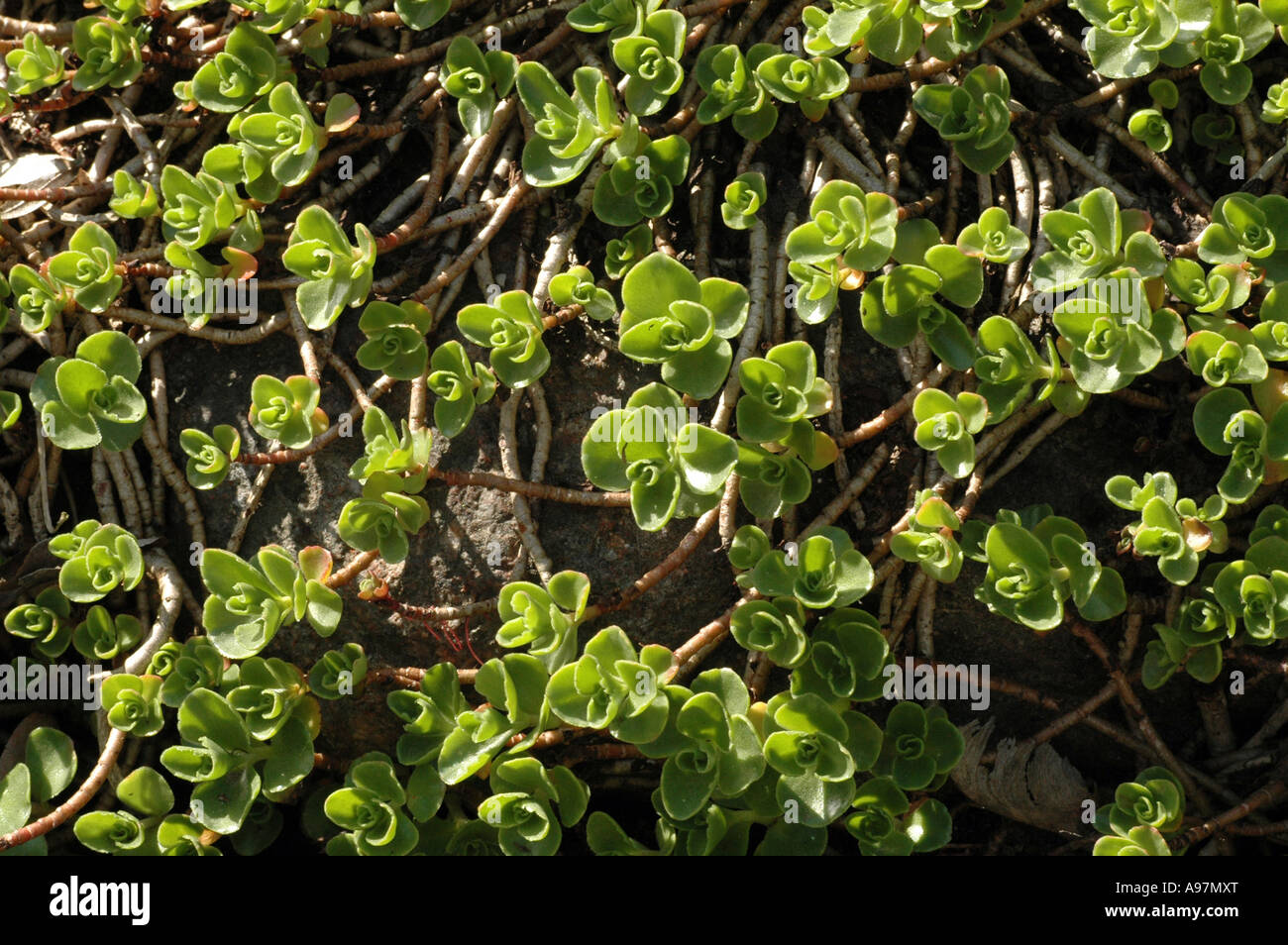 Dragon's Blood Sedum (Sedum spurium) also called Two-row Stonecrop Stock Photo