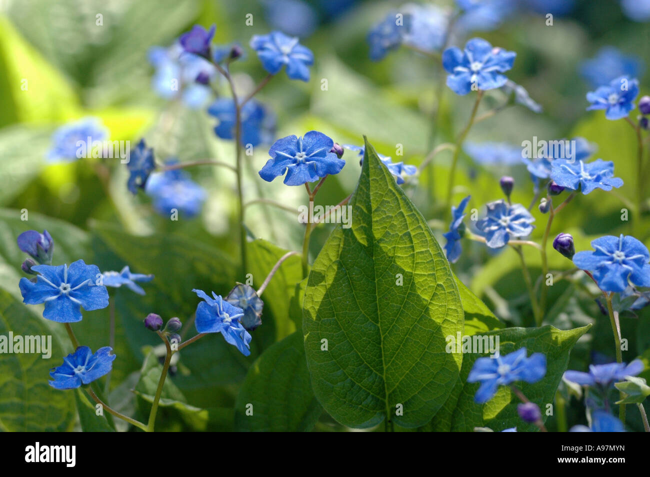 Blue-Eyed Mary (Omphalodes verna) also called Creeping Forget-Me-Not Stock Photo
