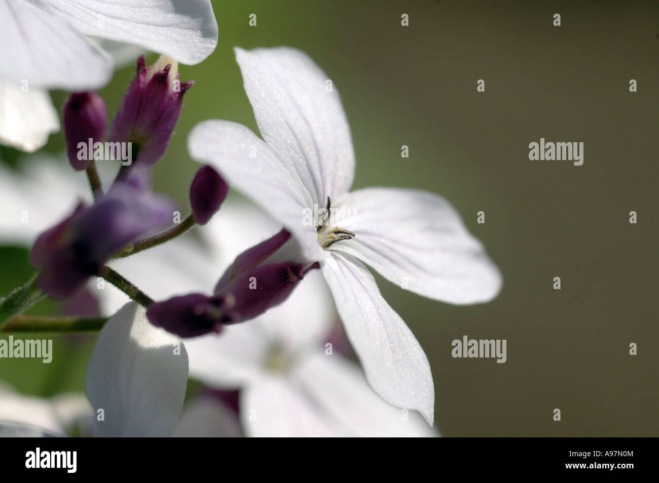 Perennial Honesty Lunaria rediviva Stock Photo - Alamy