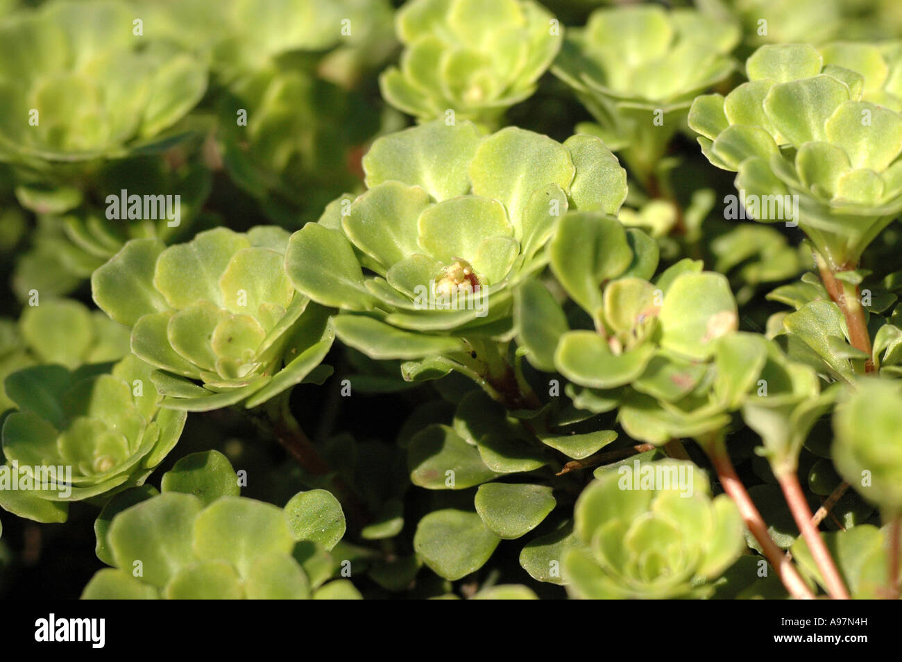 Saxifraga cuneifolia Stock Photo