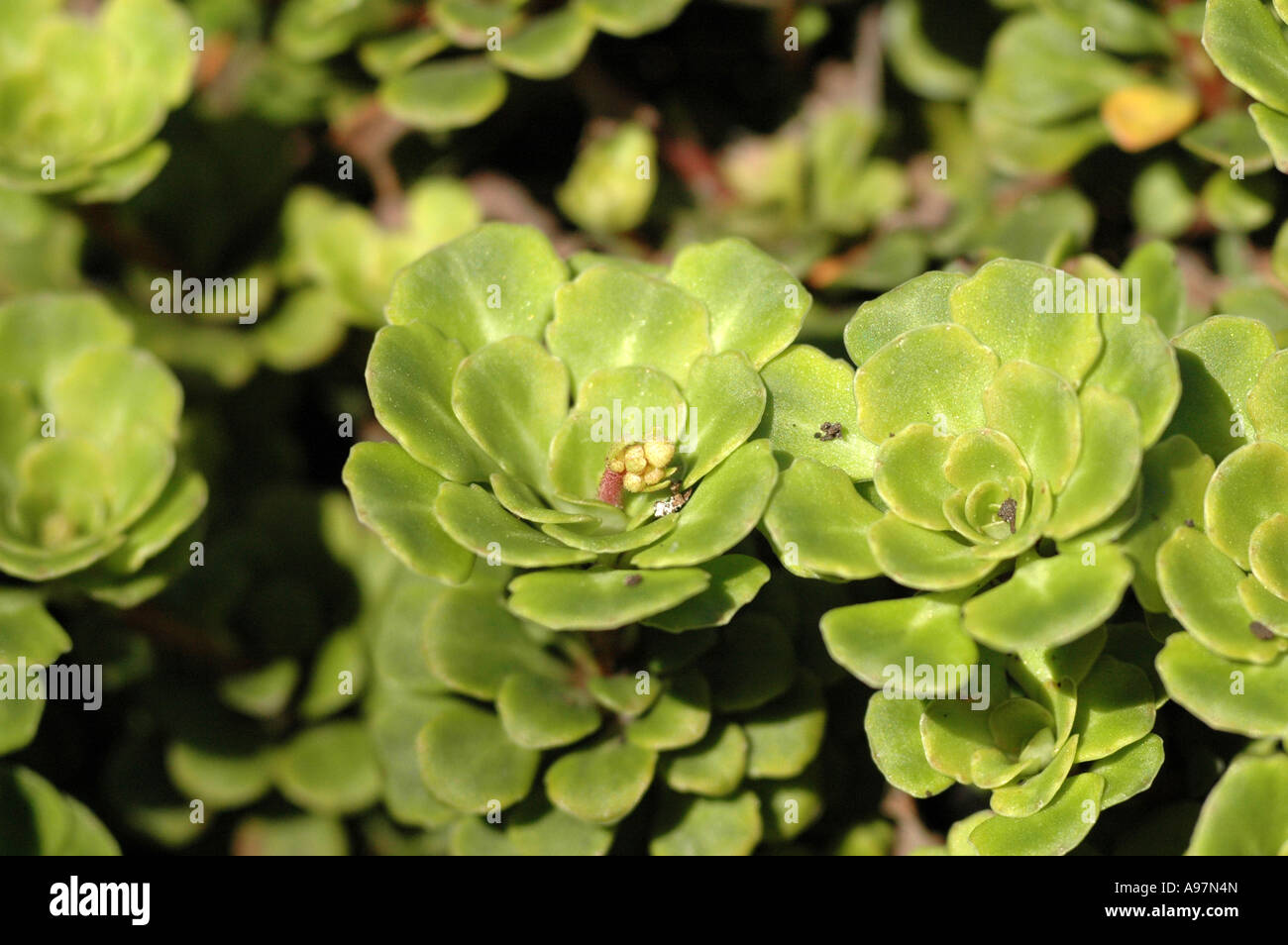 Saxifraga cuneifolia Stock Photo