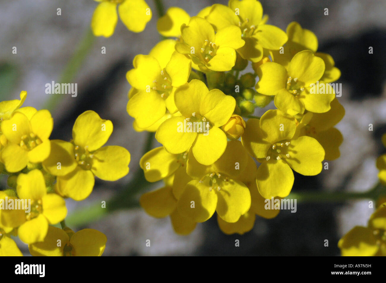 Basket of Gold (Alyssum saxatile, Aurinia saxatilis) also called