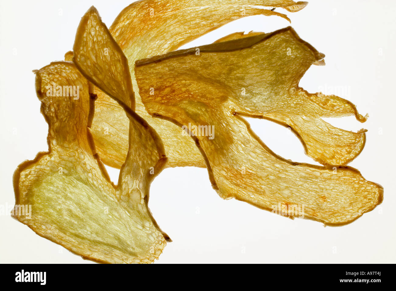 Deep fried ginger slices backlit FoodCollection Stock Photo Alamy