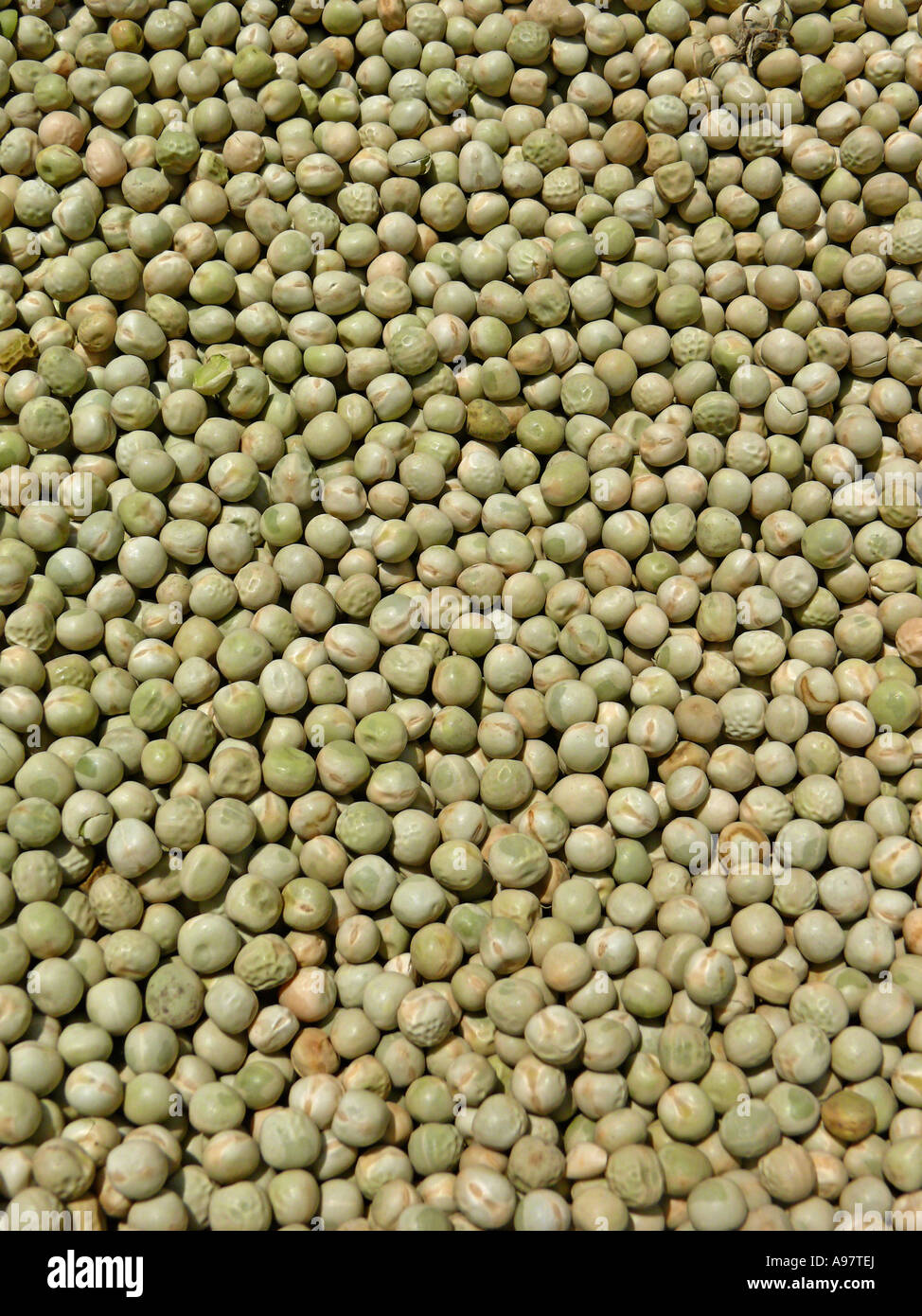 Dry Legume. common vegetable. Pune, Maharashtra, India Stock Photo Alamy