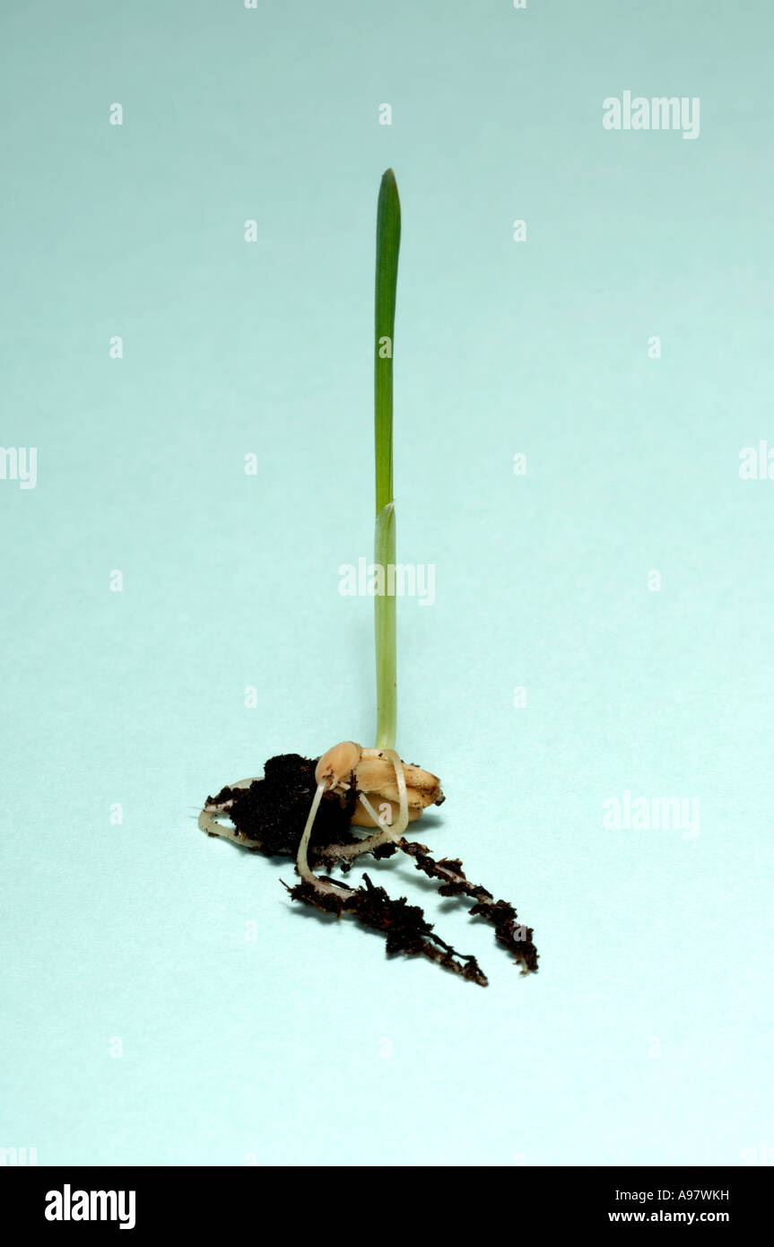 Germinating grass seed Stock Photo Alamy